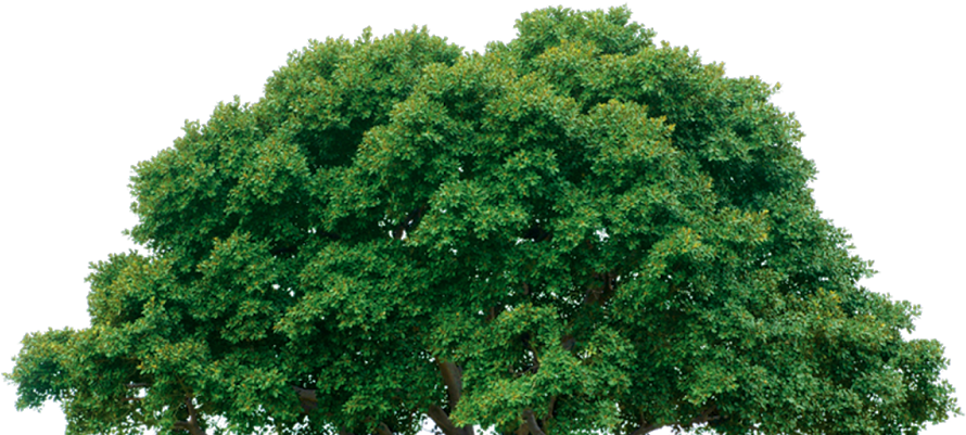 Mix Png Images - Trees Shrubs Vines Herbs (1600x892), Png Download