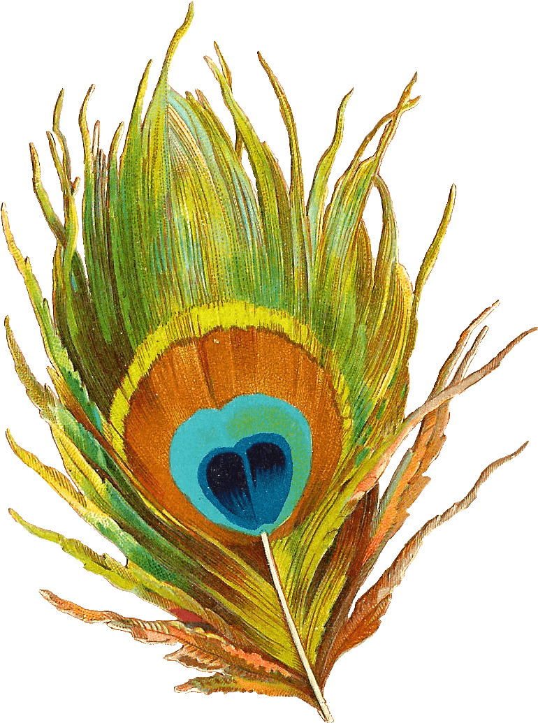 Colorful - Peacock Feather Png (1027x1285), Png Download