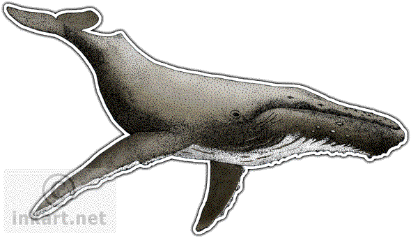 Humpback Whale - Humpback Whale Scientific Illustration (590x341), Png Download