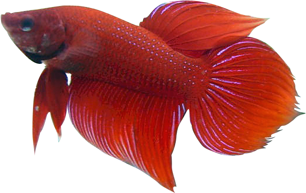 Goldfish Clipart Realistic - Red Betta Fish Clip Art (624x403), Png Download