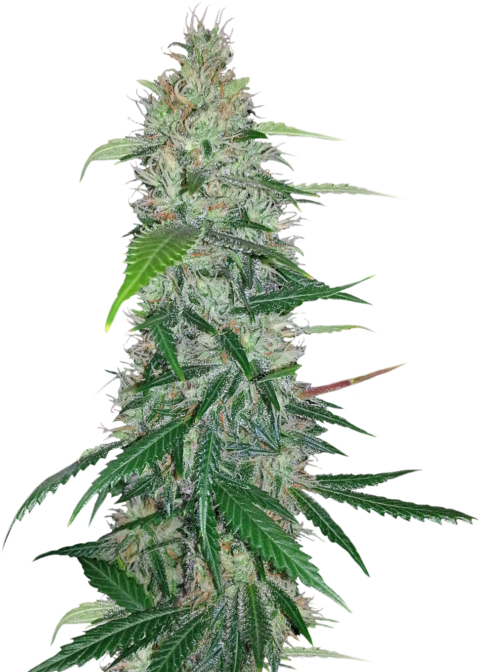 Cannabis Plant Png (1200x1372), Png Download