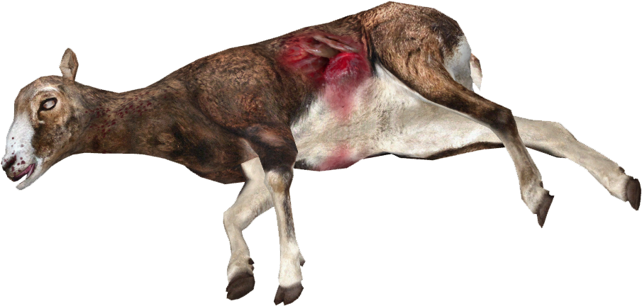 Dead Mufflon Sheep - Dead Animal Png (904x904), Png Download