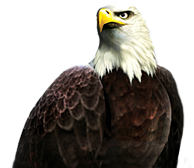 King Eagle Character - King Eagle (510x346), Png Download