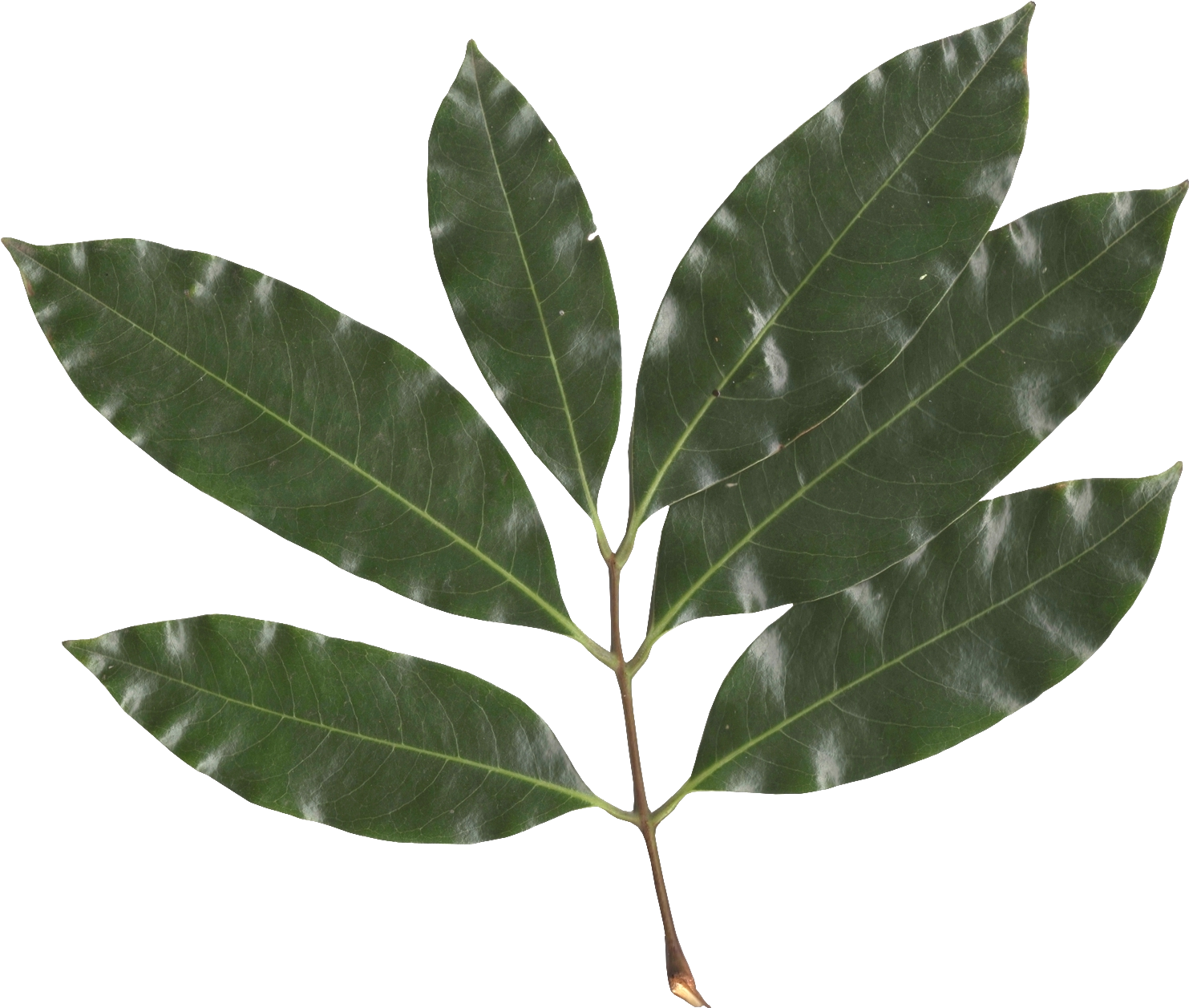 Litchi Chinensis Leaf - Lychee Leaf (1523x1279), Png Download