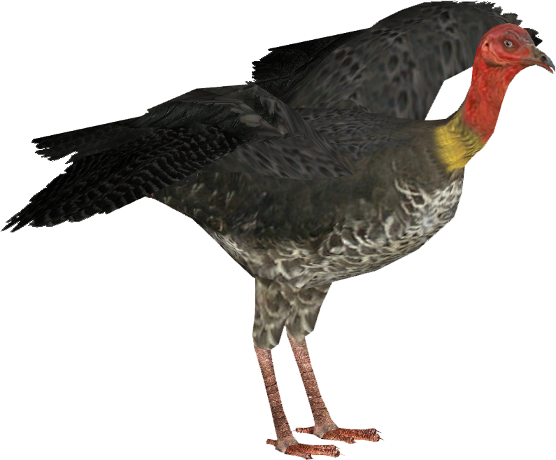 Australian Brush Turkey F - Australian Brush Turkey Png (832x832), Png Download