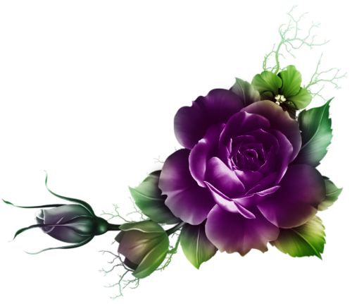 Flower Png Bibi Pat - Purple Rose Border Png (500x431), Png Download
