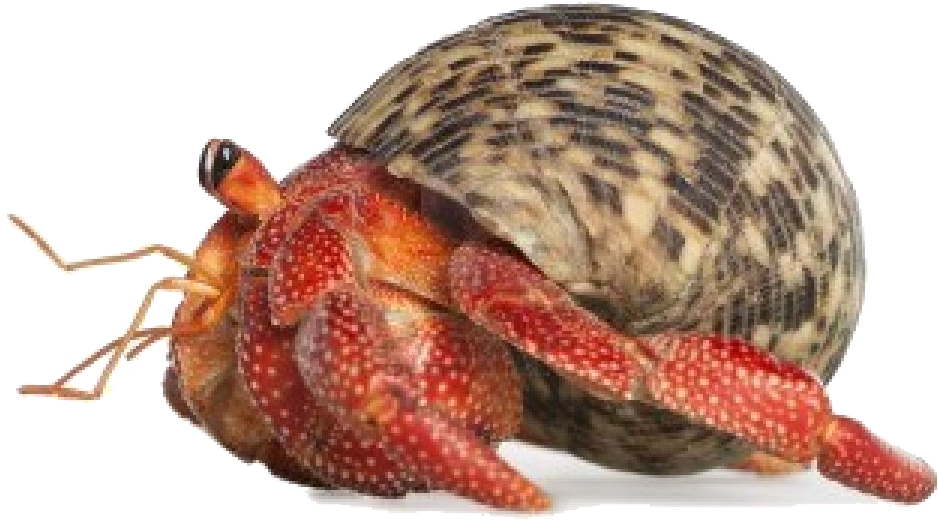 Crab Transparent Png - Hermit Crab Transparent Background (1200x690), Png Download