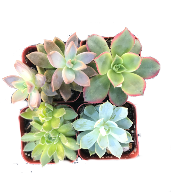 Succulent Assortment - Computer File (640x640), Png Download