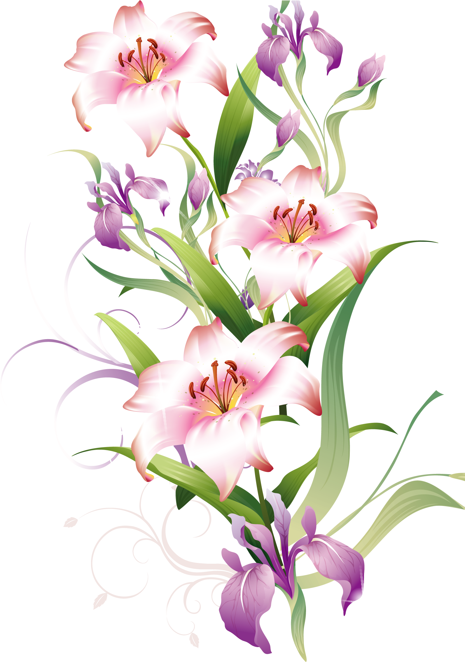 Lily Clipart Lilium - Flores En Formato .png (1631x2329), Png Download