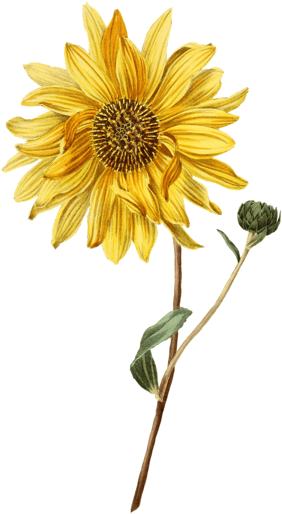 Sunflower And Bud - Vintage Sunflower Botanical Illustration (743x1280), Png Download