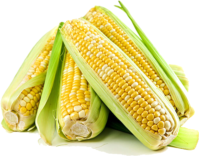Corn Free Png Image - Scientific Name Of Maize (900x900), Png Download