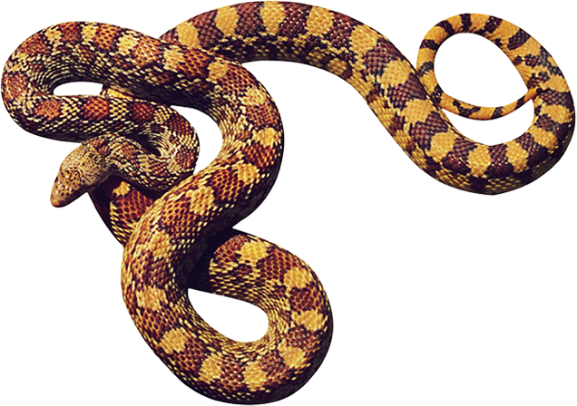 More Information - Cobras Png (636x448), Png Download