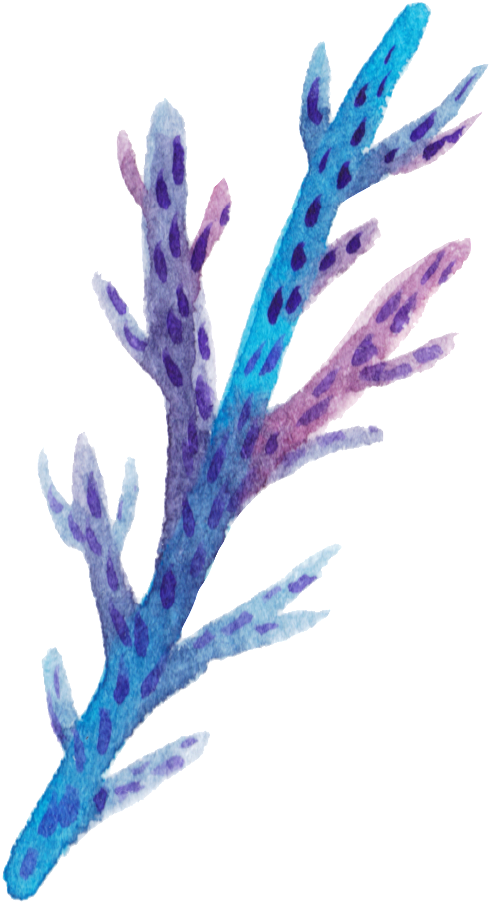 Blue Coral Cartoon Transparent - Coral Transparent (1024x1780), Png Download