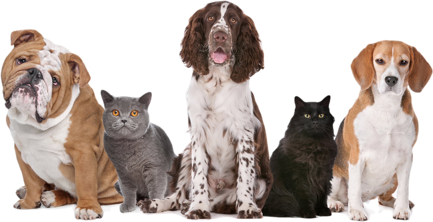 Cat & Dog Boarding Faq's - Clear The Shelters Aug 18th (1600x931), Png Download