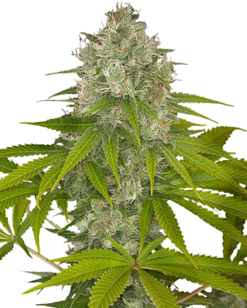 Og Kush Feminized Cannabis Seeds - Og Kush Weed (360x450), Png Download