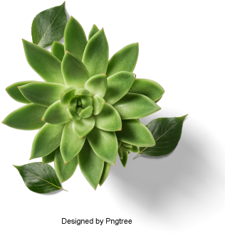 Fresh And Fleshy Plant Potted, Multi-meat, Plant, Potted - Plants (360x360), Png Download