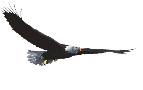 Lodging - Wild Eagle (500x315), Png Download