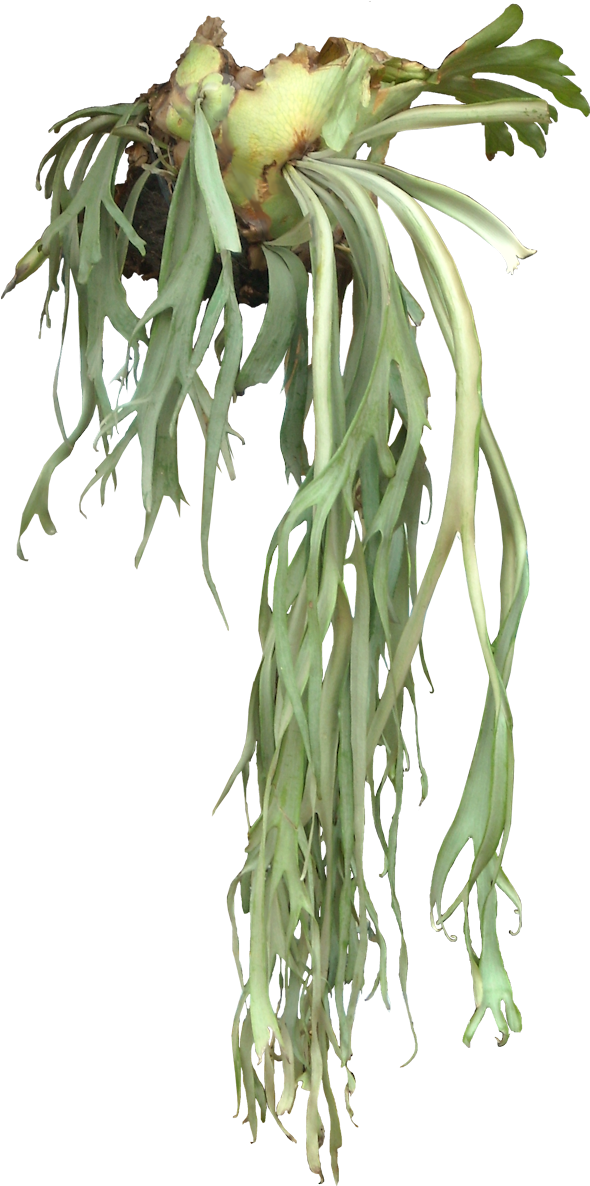 One Of My Favorite Plants - Stag Horn Plant Drawing (598x1188), Png Download