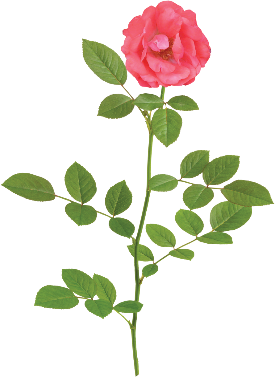 The Coral Drift® Rose - Small Rose Png (1000x1331), Png Download