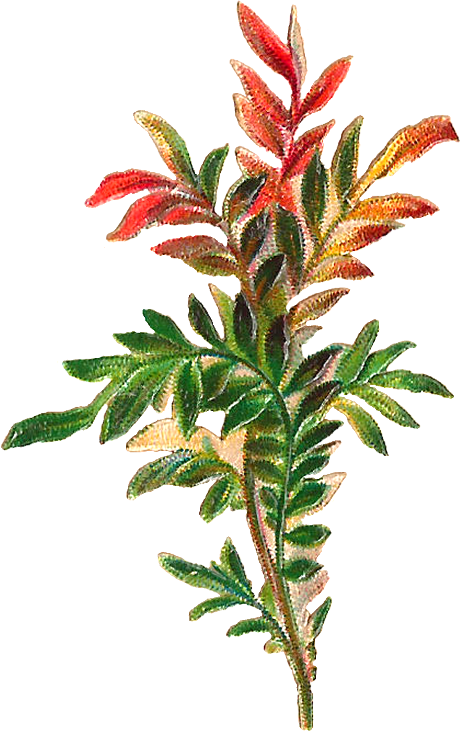 At Getdrawings Com Free For Personal Use - Fern Plant Clipart (1055x1600), Png Download