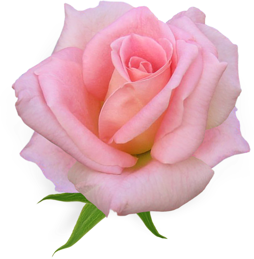 Pink Rose Clipart Pink Flower - Weiqin 3821 Fashionable Aestheticism (1058x1078), Png Download