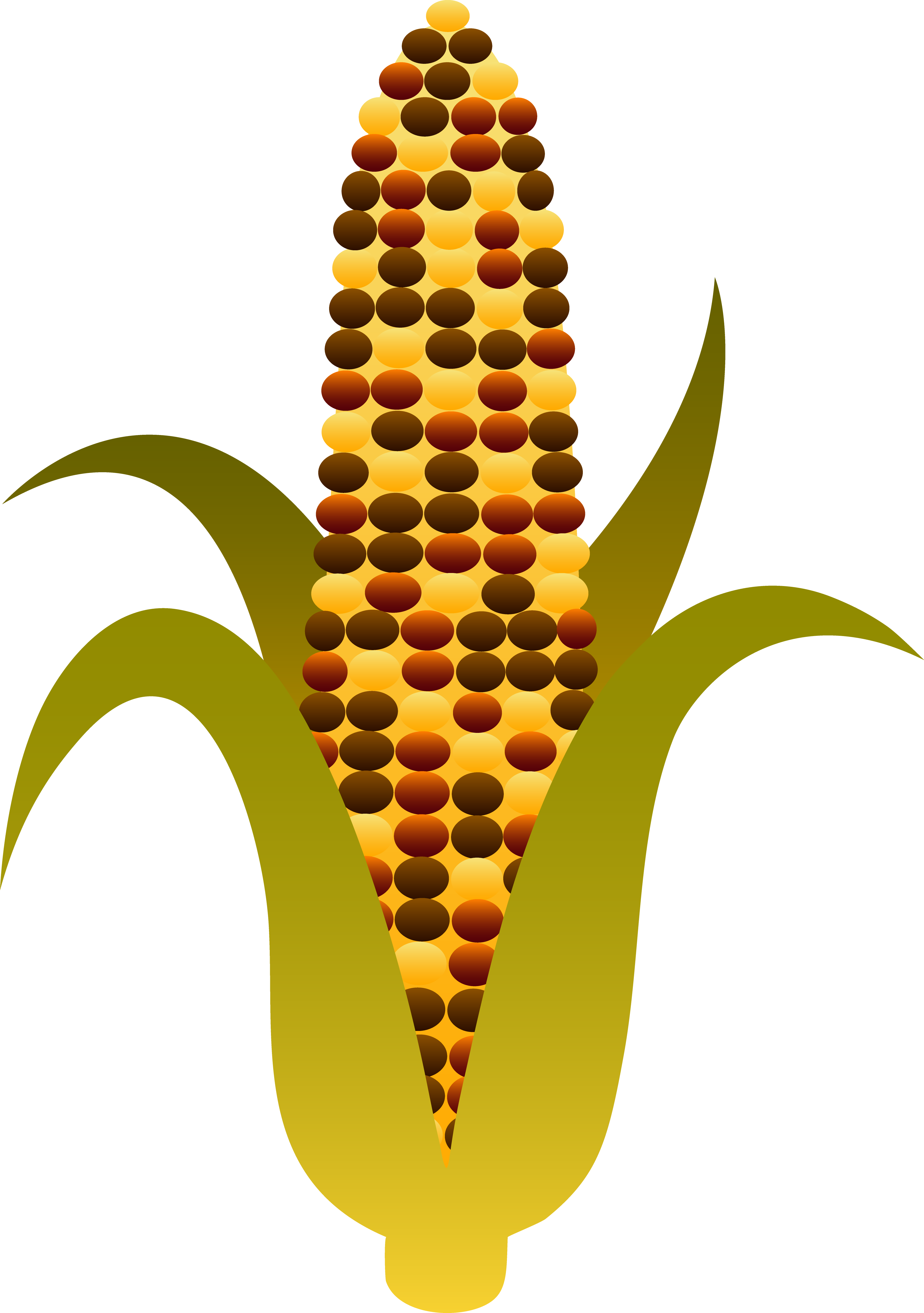 Indian Harvest Corn Maize - Indian Corn Clip Art (3751x5330), Png Download