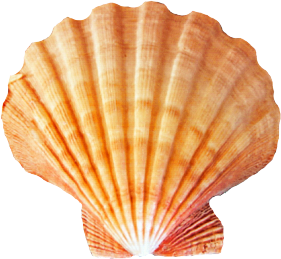Seashell Png - Transparent Scallop Shell Png (922x866), Png Download