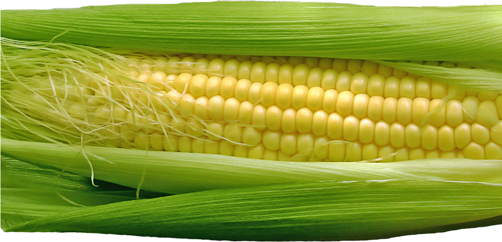 Corn Png Image - Maize (1024x734), Png Download