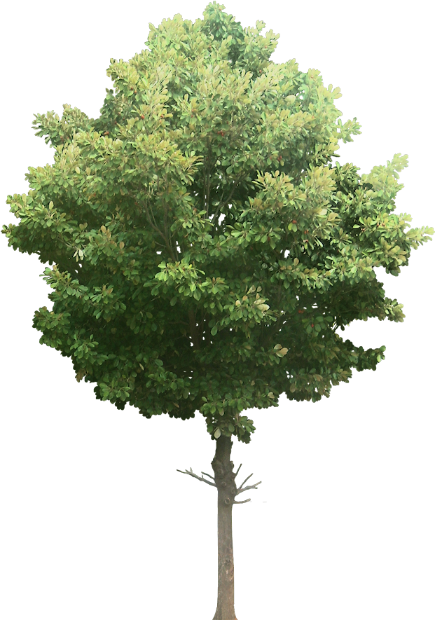 A Collection Of Tropical Plant Images With Transparent - Garden Tree Png (631x893), Png Download