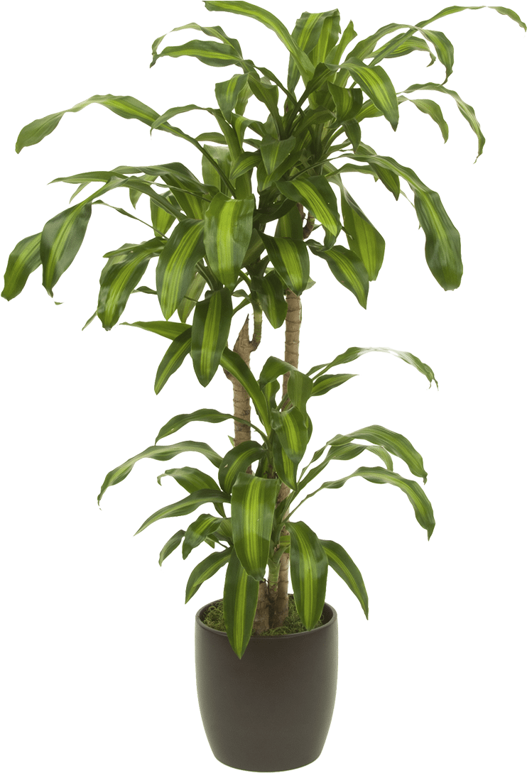 Massangeana - Houseplant (768x1092), Png Download