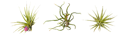Transparent Air Plants Png (498x332), Png Download