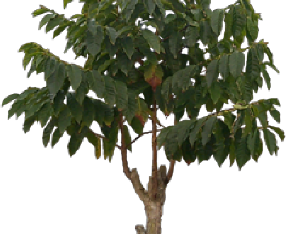 Plants Png Transparent Images - Fruit Tree (640x480), Png Download