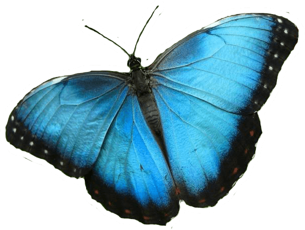 Blue Butterfly - Transparent Background Blue Butterfly (609x460), Png Download
