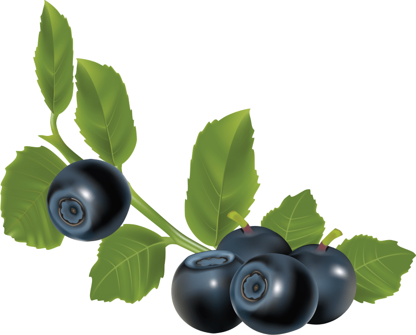 Free Png Blueberrys With Leaves Png Images Transparent - Herbs For Urinary Stones (850x685), Png Download