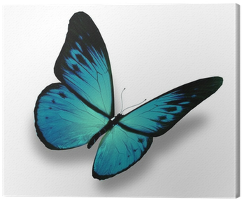 Blue Butterfly Flying, Isolated On White Background - One Blue Butterfly With White Background (400x400), Png Download
