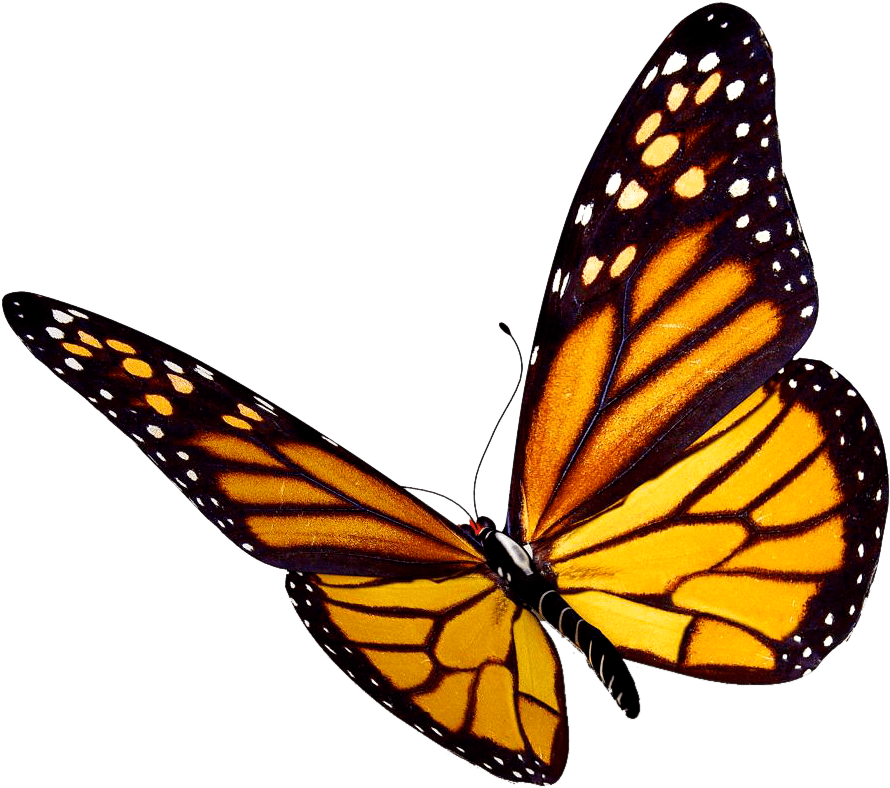 Monarch Butterfly Transparent Background (910x803), Png Download