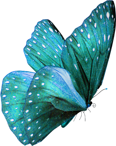 I ❤ Butterflies - Turquoise Butterfly Png (500x638), Png Download