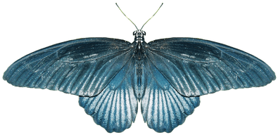 Butterfly Blue - Portable Network Graphics (400x400), Png Download
