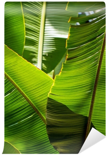 Banana Leaf Backlit Sun - Banana (400x400), Png Download