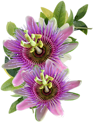 Add To Basket - Purple Passionflower (540x608), Png Download