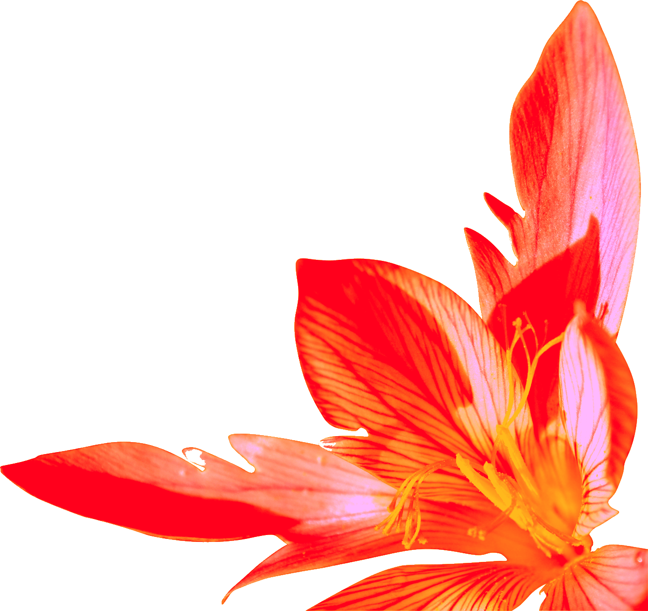 Saffron Png Hd (1304x1230), Png Download