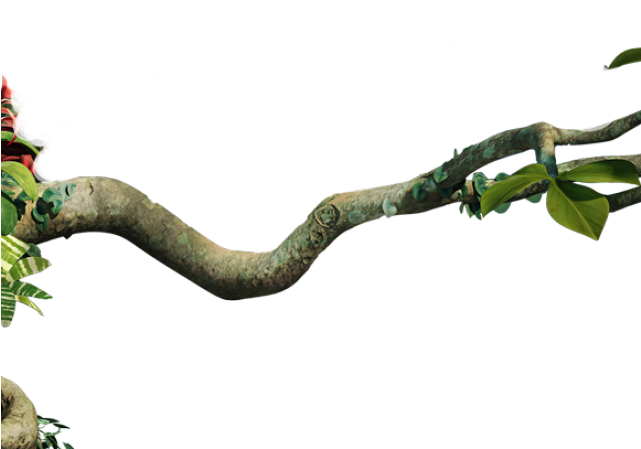 Download Branch Clipart Jungle Tree Branch - Jungle Vines Transparent