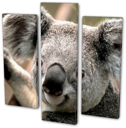 First Thing - Koala Art (480x420), Png Download