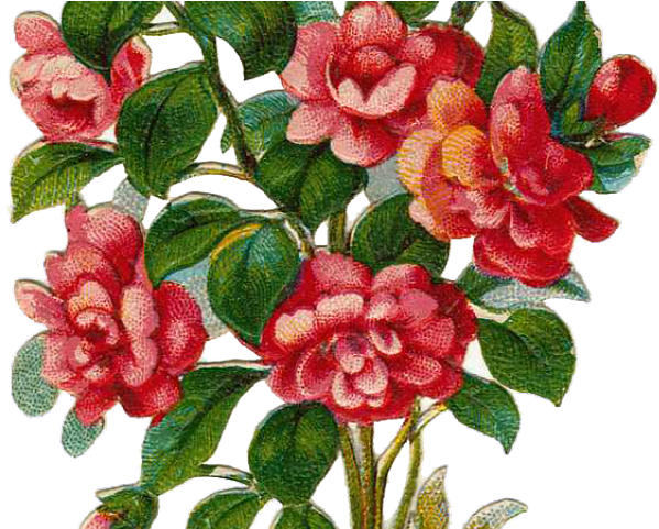 Rose Bush Clipart Anime Rose - Flowers Rose Tree Png (640x480), Png Download