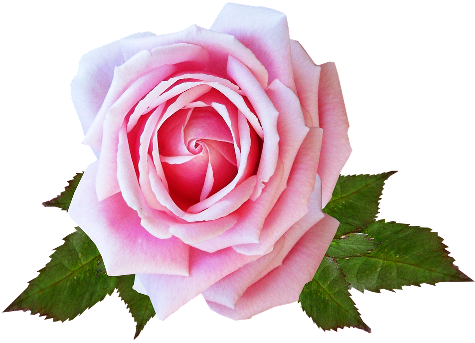 Rose, Pink, Flower, Plant, Garden - Rosepink (960x711), Png Download