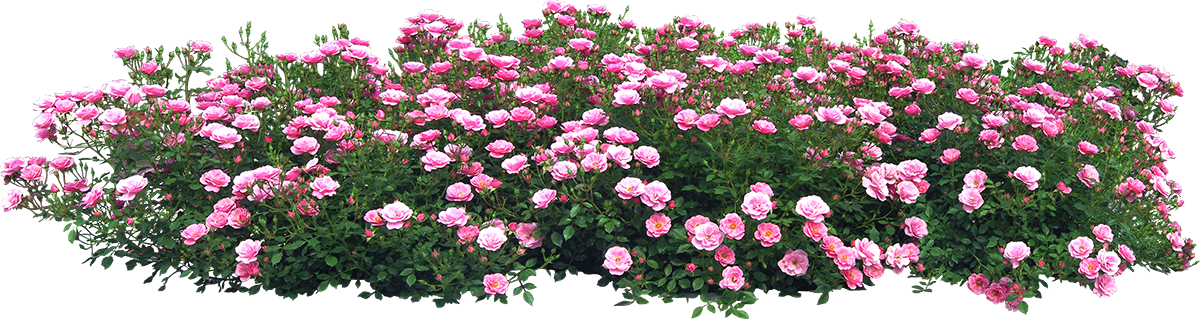 Yellow Submarine Rose Easy Elegance Roses - Psd (1200x319), Png Download