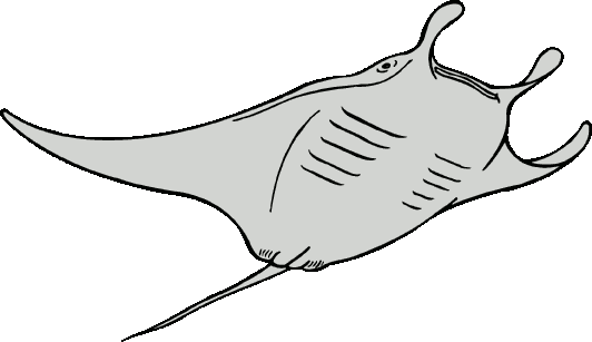 Devil Ray Clipart - Manta Ray Clipart (532x307), Png Download