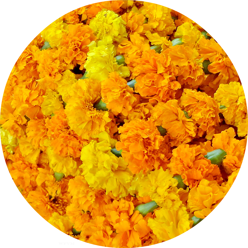 Marigolds, Orange And Yellow, Are The Traditional Flowers - Vegetarianism (800x800), Png Download