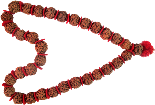Nepalese 5 Beads Rudraksha Mala Blessed In Pasupati - Rudraksha (600x375), Png Download
