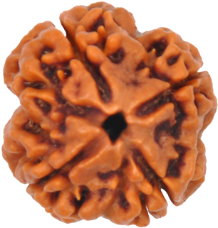 4 Mukhi Rudraksha Original Nepali - Four Mukhi Rudraksha (500x500), Png Download